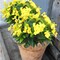 4 Pcs Summer Potted Plants, Artificial Flowers Outdoor Impatiens UV Resistant Silk Impatiens Flowers Yellow Faux Flowers Impatiens Bushes Artificial Impatiens for Pot Patio Lawn Garden Hanging Basket Porch Decor